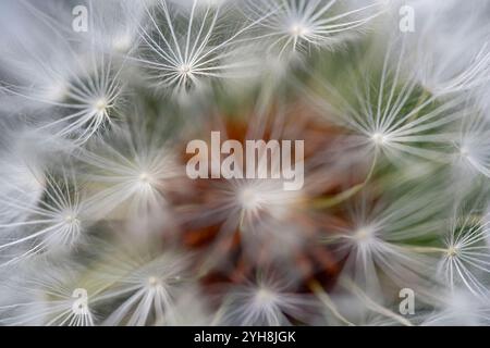 Fond macro de pissenlit défocalisé d'une prairie portugaise du nord. Banque D'Images