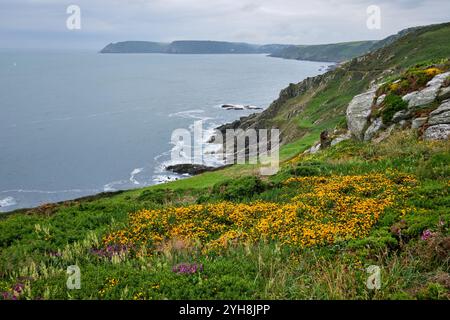 Vue sur la gorge jaune en fleurs jusqu'à Bolt Head depuis le sentier de la côte sud-ouest près d'East Prawle, Devon, Royaume-Uni Banque D'Images