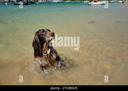 Mouillé Cocker Spanel dans la mer regardant attentivement vers le haut en prévision sur Mill Bay, Salcombe, Devon, Royaume-Uni Banque D'Images