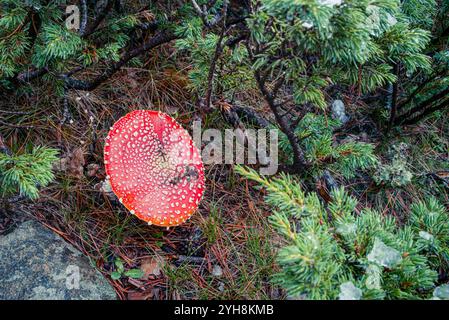 Urbion, Espagne, Octubre 26th, 2024 : champignon agarique vibrant Fly au milieu des aiguilles de pin dans la forêt des montagnes d'Urbion Banque D'Images