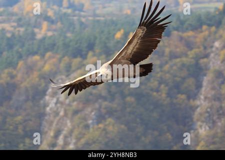 Vautours griffon eurasien dans l'habitat naturel Banque D'Images