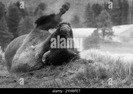 Un bison roulant sur son dos, dégageant de la terre près de la zone du volcan de boue. Parc national de Yellowstone, Wyoming Banque D'Images