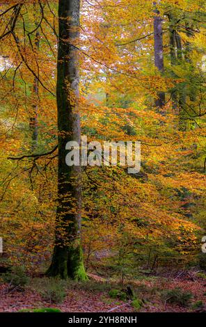 Feuillage d'automne dans la forêt du Palatinat (Rhénanie-Palatinat), sud de l'Allemagne. Banque D'Images