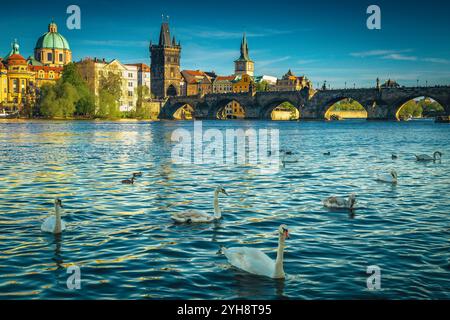 Pittoresque ville européenne avec grand lieu de voyage et d'excursion. Nager cygnes et canards sur la rivière Vltava, Prague, République tchèque, Europe Banque D'Images