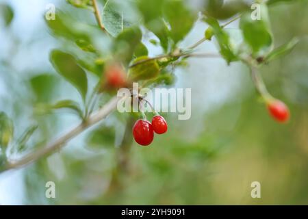 Baies de goji rouges sur une branche Banque D'Images