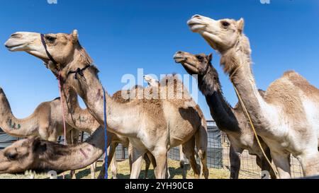 Chameaux reposant sous les vastes cieux du désert d'Al-Sarar, Arabie Saoudite. Banque D'Images