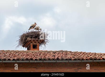 Deux cigognes tendent vers leur nid fait de brindilles, perché sur une cheminée sous un ciel nuageux. Banque D'Images