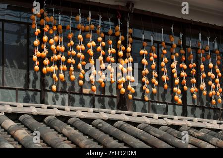 Kakis attachés ensemble avec une ficelle suspendue sous l'avant-toit pour sécher en faisant des 'hoshigaki' (kakis séchés) au Japon. Banque D'Images