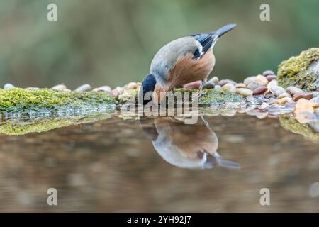 Bullfinch ; Pyrrhula pyrrhula ; femme ; boire ; Royaume-Uni Banque D'Images