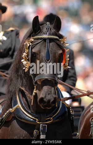 photo de tête ou portrait d'un cheval frison dans un harnais de conduite tirant un chariot oreilles vers l'avant portrait équin vertical de l'espace de type frison pur Banque D'Images