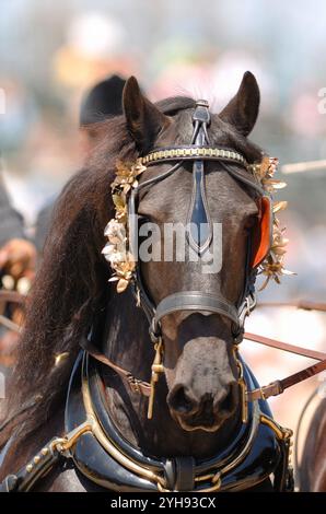 photo de tête ou portrait d'un cheval frison dans un harnais de conduite tirant un chariot oreilles vers l'avant portrait équin vertical de l'espace de type frison pur Banque D'Images