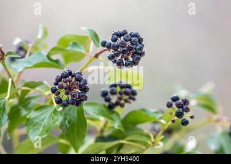 Ivy Berries ; Hedera Helix ; Royaume-Uni Banque D'Images