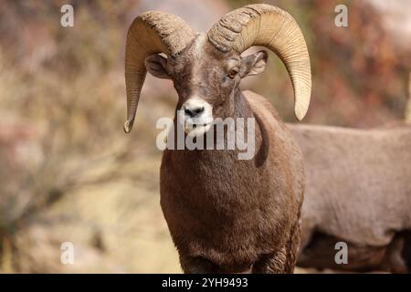 Rocky Mountain Bighorn mouton RAM gros plan avec de grandes cornes de bois Banque D'Images