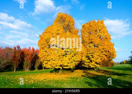 Norvège érables Acer platanoides, Sunny Day Sun, Météo jaune automne octobre automne arbres jaunes Banque D'Images