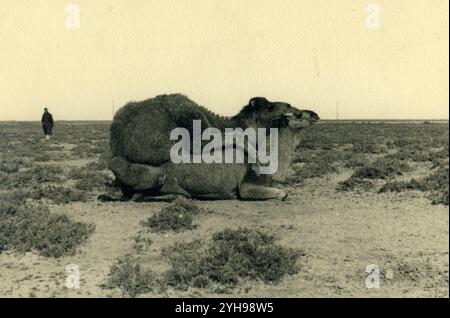 1940 - Libye, afrique du Nord - Camelus dromedarius - couplage dromadaire Banque D'Images