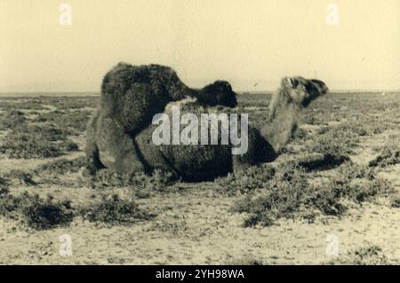 1940 - Libye, afrique du Nord - Camelus dromedarius - couplage dromadaire Banque D'Images