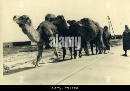 1940 - Libye, afrique du Nord - Camelus dromedarius - dromadaire Banque D'Images