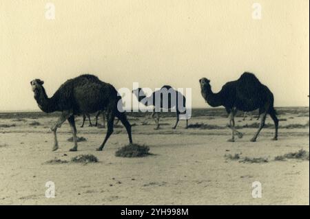 1940 - Libye, afrique du Nord - Camelus dromedarius - dromadaire Banque D'Images