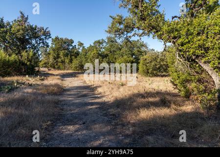 Végétation à Brushy Creek Regional Trail, Cedar Park, Texas, États-Unis Banque D'Images
