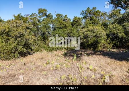 Végétation à Brushy Creek Regional Trail, Cedar Park, Texas, États-Unis Banque D'Images