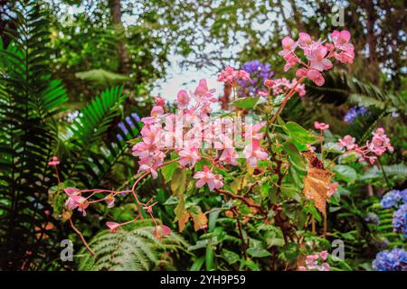 Un gros plan de fleurs de bégonia roses avec un feuillage vert éclatant et des fougères dans un jardin tropical, créant une atmosphère paisible et pleine de nature. Banque D'Images