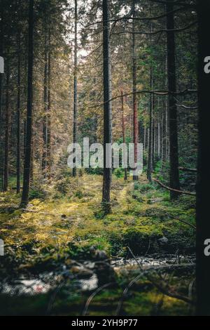 Une scène forestière paisible avec de grands arbres, un sol couvert de mousse et une lumière douce filtrant à travers la canopée, créant une atmosphère tranquille. Banque D'Images