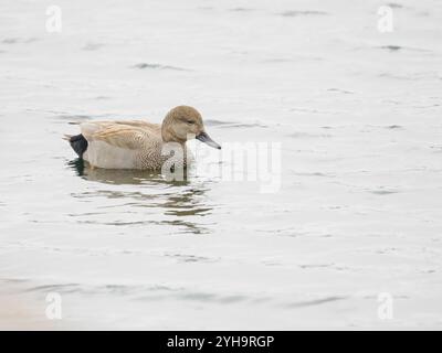 Canard Gadwall, Drake, Mareca strepera Banque D'Images