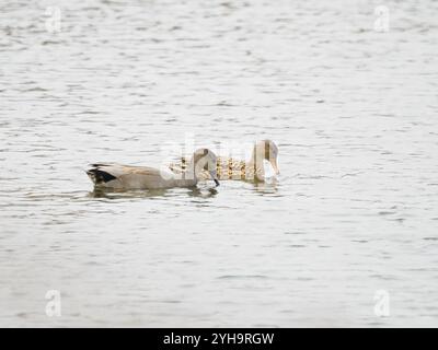 Une paire de canards Gadwall se nourrissant ensemble Banque D'Images