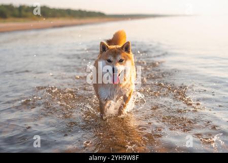 Shiba inu chien court dans l'eau de la mer Baltique à l'été Banque D'Images