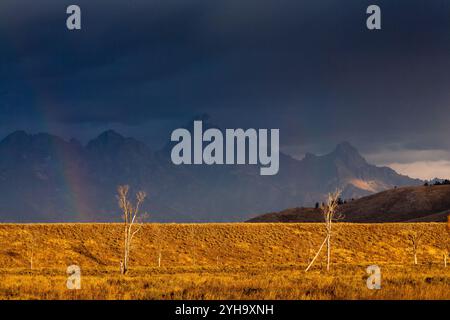 Nuages sombres de tempête qui s'accumulent au-dessus des montagnes Teton et produisent un arc-en-ciel au-dessus des arbres de coton morts. Parc national de Grand Teton, Wyoming Banque D'Images