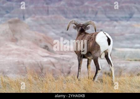 Un bélier à moutons bighorn admire la vue sur le parc national des Badlands, Dakota du Sud. Banque D'Images