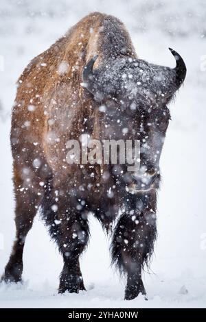 La neige s'accumule sur un bison au cours d'une tempête à la fin de l'hiver du Parc National de Grand Teton, Wyoming. Banque D'Images