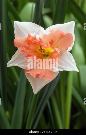 Gros plan de Narcissus unique Édimbourg en fleur au printemps ce narcissi est une division11 split corona jonquille avec des fleurs blanches et roses / oranges. Banque D'Images