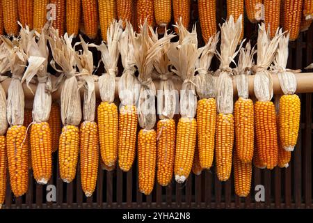 Motif de rangées de maïs sur l'épi traînant pour sécher dans une résidence agricole de campagne à Ehime, au Japon. Banque D'Images