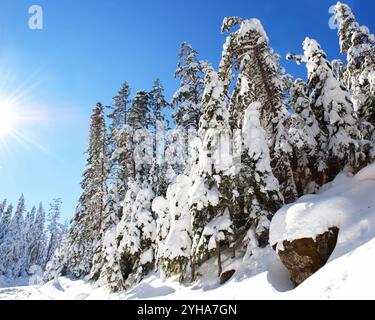 Beau paysage hivernal d'arbres à feuilles persistantes couverts de neige dans une forêt, avec la lumière du soleil brille à travers un ciel bleu clair par une journée fraîche. Banque D'Images