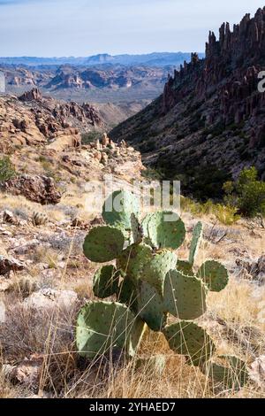 Un cactus de barbarie poussant le long du sentier Peralta qui surplombe les collines rocheuses et les montagnes des montagnes Superstition. Superstition Wilder Banque D'Images