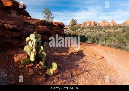 Un vieux cactus de barbarie poussant le long du Broken Arrow Trail près de Sedona. Forêt nationale de Coconino, Arizona Banque D'Images