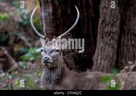 Londres, Royaume-Uni. 10 novembre 2024. Un jeune cerf rouge mâle est vu à Richmond Park à Londres, Grande-Bretagne le 10 novembre 2024. Richmond Park couvre une superficie de 2 500 acres est une réserve naturelle nationale et abrite plusieurs centaines de cerfs rouges et en jachère. Credit : Stephen Chung/Xinhua/Alamy Live News Banque D'Images