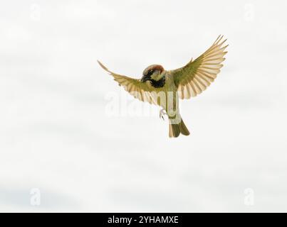Male House moineau en vol avec fond de ciel nuageux Banque D'Images