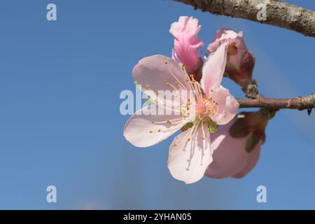 Fleur de pêche rose contre ciel bleu au printemps Banque D'Images