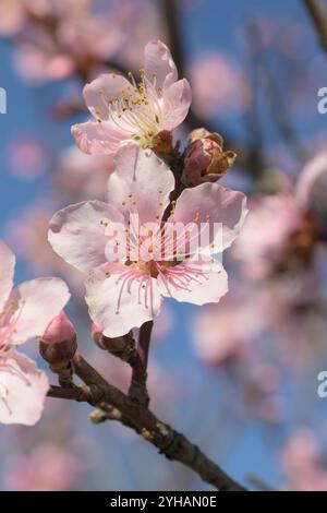 Fleurs de pêche dans l'arbre au début du printemps, avec le ciel bleu sur le fond Banque D'Images