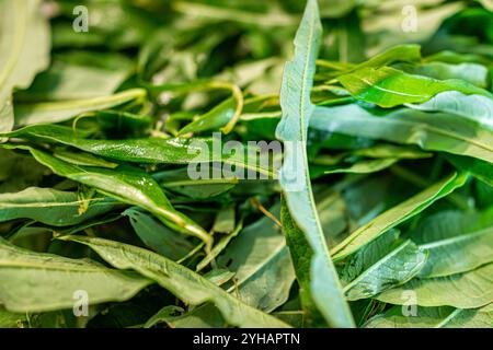 Willowherb Herb feuilles de fireweed pour l'usine de thé appelé Ivan Chai en Russie dans le bol avant la fermentation macro gros plan Banque D'Images