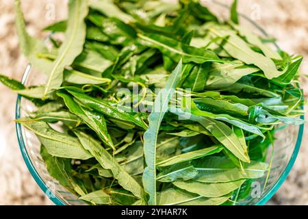 Willowherb Herb feuilles de fireweed pour l'usine de thé appelé Ivan Chai en Russie dans le bol avant la fermentation Banque D'Images