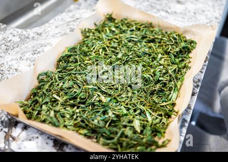 Willowherb Herb feuilles de fireweed pour l'usine de thé appelé Ivan Chai en Russie dans un plateau après séchage au four Banque D'Images