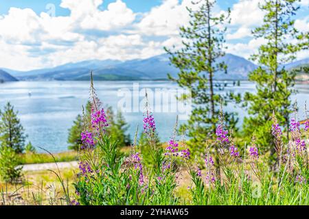 Parc du lac Frisco Colorado Dillon Reservoir en saison estivale avec des fleurs sauvages violettes aux herbes de la houlette du feu Banque D'Images