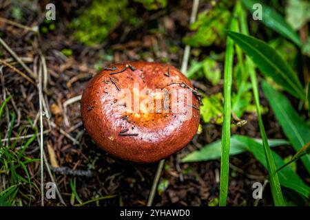 Macro gros plan d'un champignon bolete poussant dans le sol du Colorado dans le parc forestier national Banque D'Images