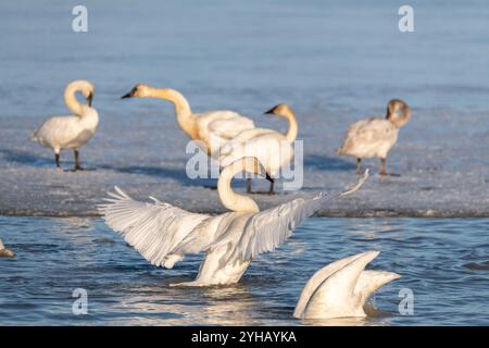 Cygnes trompettistes sur leur migration annuelle de la Californie à la mer de Béring au large de la côte de l'Alaska. Photo prise à Marsh Lake, territoire du Yukon. Banque D'Images