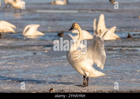 Cygnes trompettistes sur leur migration annuelle de la Californie à la mer de Béring au large de la côte de l'Alaska. Photo prise à Marsh Lake, territoire du Yukon. Banque D'Images