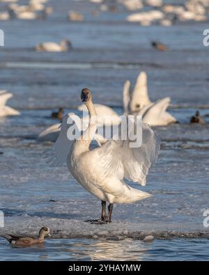 Cygnes trompettistes sur leur migration annuelle de la Californie à la mer de Béring au large de la côte de l'Alaska. Photo prise à Marsh Lake, territoire du Yukon. Banque D'Images