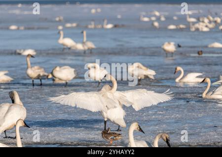 Cygnes trompettistes sur leur migration annuelle de la Californie à la mer de Béring au large de la côte de l'Alaska. Photo prise à Marsh Lake, territoire du Yukon. Banque D'Images